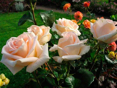 Роза Мондиаль - описание, фото , особенности ухода, посадка | Блог о цветах  Виафлор