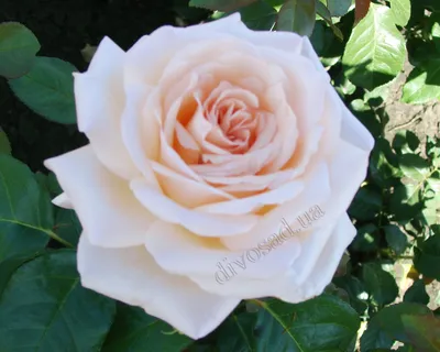 Принцесса розового царства – очаровательная флорибунда | Полезные статьи на  блоге Беккер