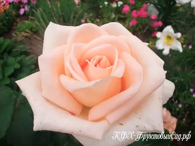 Роза чайно-гибридная «Саумат»