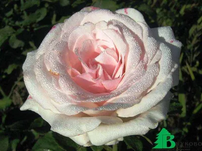 www.divosad.com.ua - Каталог - Именные сорта чайно-гибридных роз и  флорибунда