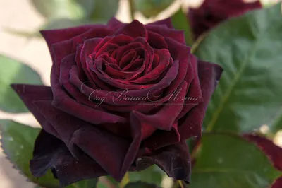 Самые ароматные сорта роз Д. Остина