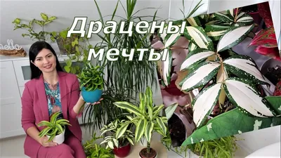 Драцена Marginata mix (80см)