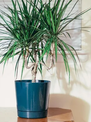 Коллекционный объект БСИ ДВО РАН: Dracaena fragrans (Драцена душистая  'Компакта')(Сорт:Compacta)