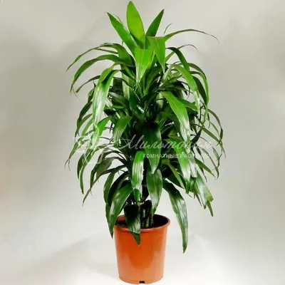 Драцена душистая 'Канзи' — описание сорта, характеристики | на LePlants.ru