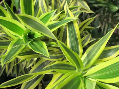 Как ухаживать за драценой в домашних условиях - Блог The Plant