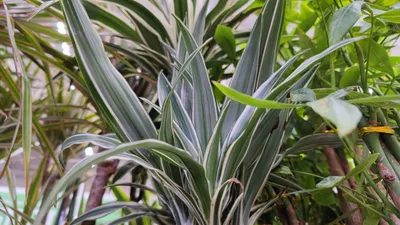 Hawaiian Sunshine Dracaena Поставщики - Hawaiian Sunshine Dracaena Оптовая  продажа - PLANT FUN
