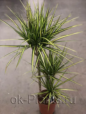 Коллекционный объект БСИ ДВО РАН: Dracaena fragrans (Драцена душистая  'Дорадо')(Сорт:Dorado)