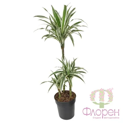 Драцена Магента (Dracaena Magenta) купить по цене 525 р. с доставкой в  Энгельсе