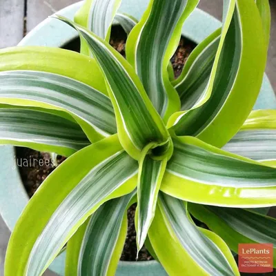 ДРАЦЕНА ДУШИСТАЯ «WARNECKII» - Botanic Craft | Цветы и растения в Хабаровске
