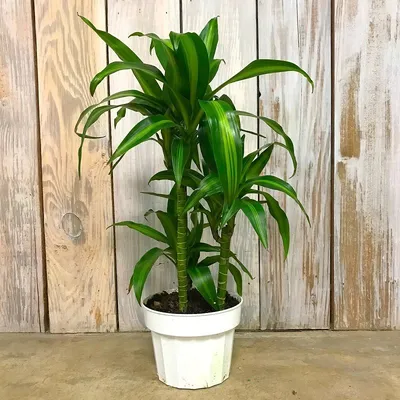 Коллекционный объект БСИ ДВО РАН: Dracaena fragrans (Драцена душистая  'Баузи')(Сорт:Bausei)
