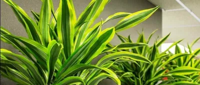 Драцена Массанжеана растение купить Киев, продажа, цена Dracaena Massangeana
