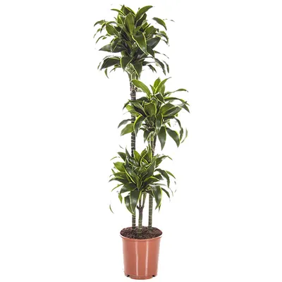 Драцена маргината (лат. Dracaena marginata), d 12 | Flowers Valley