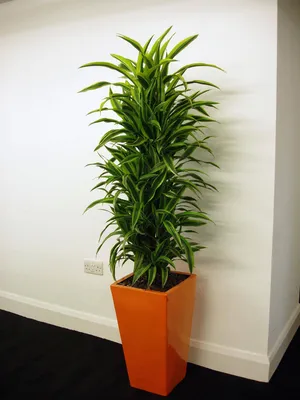 Hawaiian Sunshine Dracaena Dracaena Deremensis Поставщики Hawaiian Sunshine  - Hawaiian Sunshine Dracaena Dracaena Deremensis Hawaiian Sunshine Оптовая  продажа - PLANT FUN
