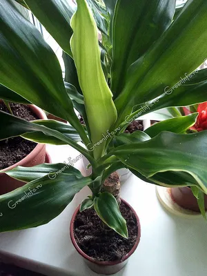 Драцена (Dracaena) - хорошее растение для озеленения