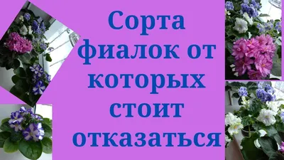 Сенполии – очаровательные африканки с Узамбарских гор