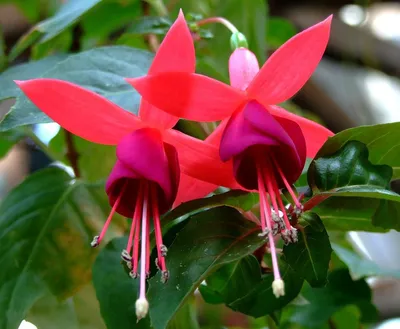 Фуксия (лат. Fuchsia Triphylla Flore Coccinea). Обсуждение на LiveInternet  - Российский Сервис Онлайн-Дневников