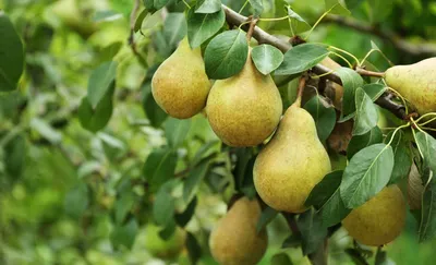 Сладкие плоды и высокий урожай: вывели новый уникальный сорт груши - Агро