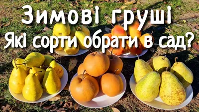 Какие бывают сорта груш? | KM.RU