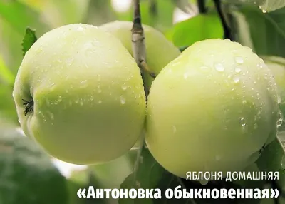 Зимние сорта яблок, которые точно придутся по вкусу
