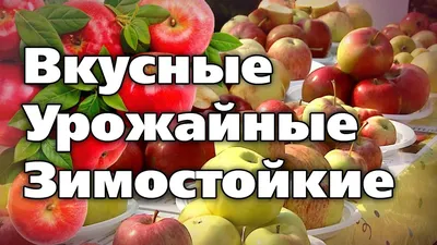 Сорта яблонь для средней полосы и Подмосковья: какой сорт яблони выбрать  для дачи?