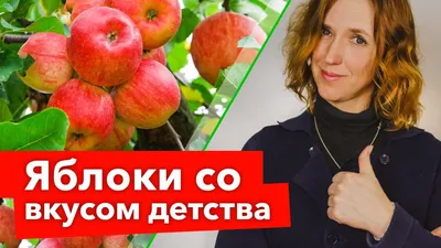 www.divosad.com.ua - Каталог - Сорта яблони с дегустационной оценкой  4,7-5,0 балла