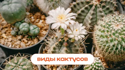 Виды кактусов с фото и названиями и как ухаживать за домашним кактусом