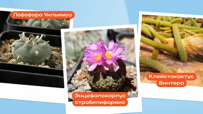 Кактус - Кактусы, фото и названия кактусов - GreenInfo.ru