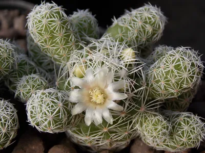 Удивительные кактусы — 12 неприхотливых экзотов для комнатного сада |  Ботаничка | Дзен