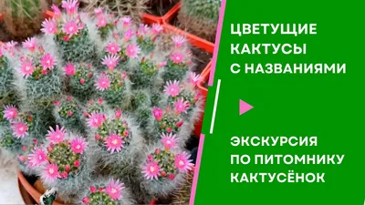 Самые интересные виды кактусов