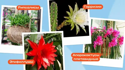 Цветущие кактусы с названиями видов. Экскурсия по питомнику Кактусёнок -  YouTube