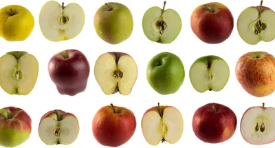 Сорта красных яблок с фото фотографии