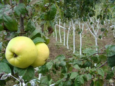 Как называется сорт сладких яблок - Agro-Market