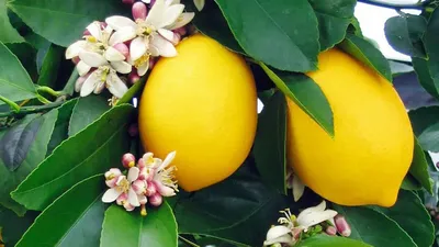 Сорта лимонов с фото и описанием фотографии