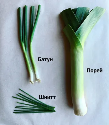 Разновидности лука на зелень фото и названия - neZvezdy.ru