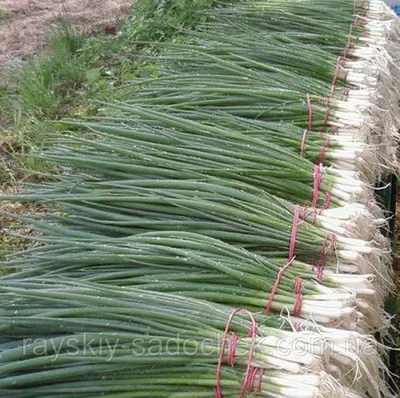 Лук зеленый душистый Джусай 0,5 г АСТ / семена лука на зелень для  проращивания / для посадки и посева / | AliExpress