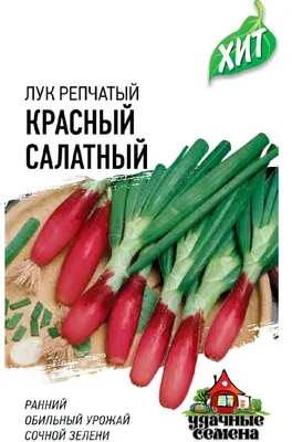 Семейный лук: описание, посадка, уход и популярные сорта с фото | На грядке  (Огород.ru)