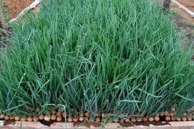 6 экспресс-способов выращивания лука. Как подоконник превратить в огород? |  Огород | Дача | Аргументы и Факты