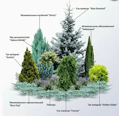 Можжевельники в дизайне сада | Статьи для садоводов