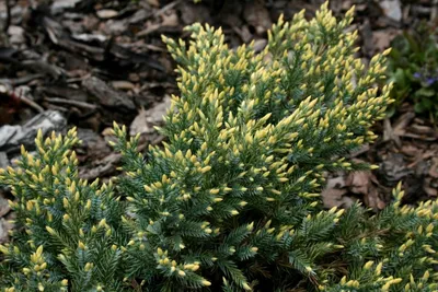 Juniperus squamata 'Dream Joy | Juniperus squamata, How to dry basil, Herbs