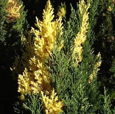 Можжевельник - Juniperus. Виды можжевельников, уход и выращивание