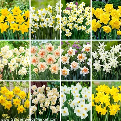 Нарцисс (Narcissus) - «Самые популярные весенние цветы. Нарциссы. Уход и  агротехника. Необычные сорта. » | отзывы