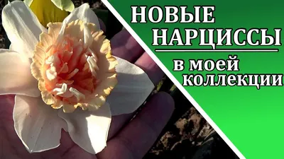 Нарциссы (фото) - сорта цветов и их описание | Сайт о саде, даче и  комнатных растениях.