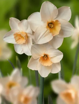 Нарциссы многоцветковые - луковицы по выгодным ценам, доставка почтой.