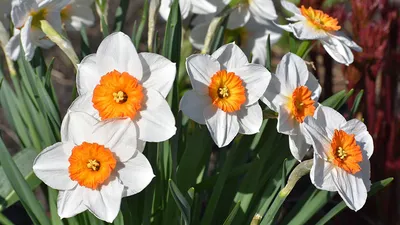 Интересные и необычные сорта нарциссов | Daffodil bulbs, Daffodils,  Narcissus flower