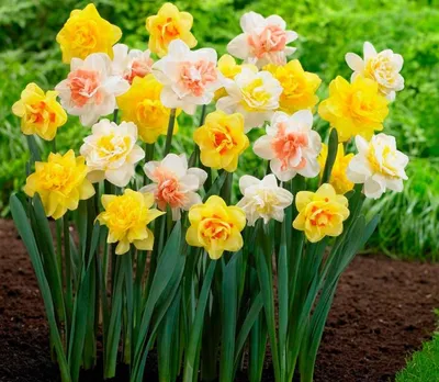 Интересные и необычные сорта нарциссов | Narcissus, Daffodils, Daffodil  bulbs