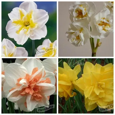 Жёлтое на белом: презентация лучших видов и сортов нарциссов |  Интернет-магазин садовых растений