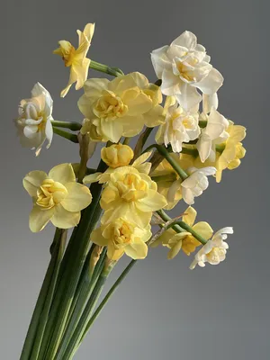 Нарцисс крупноцветковый (3 луковицы) — Рассада цветов и овощей.