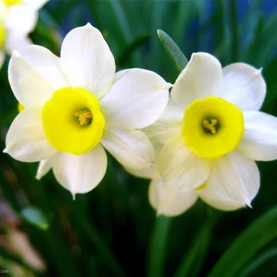 Интересные и необычные сорта нарциссов | Bulb flowers, Narcissus flower,  White flower farm