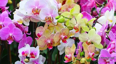 Орхидея фаленопсис - Orchidaceae phalaenopsis. Уход за фаленопсисом.