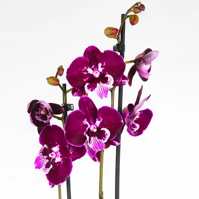 Орхидея фаленопсис розовая, 2 цветоноса (лат. Orchidaceae Phalaenopsis), d  12 | Flowers Valley